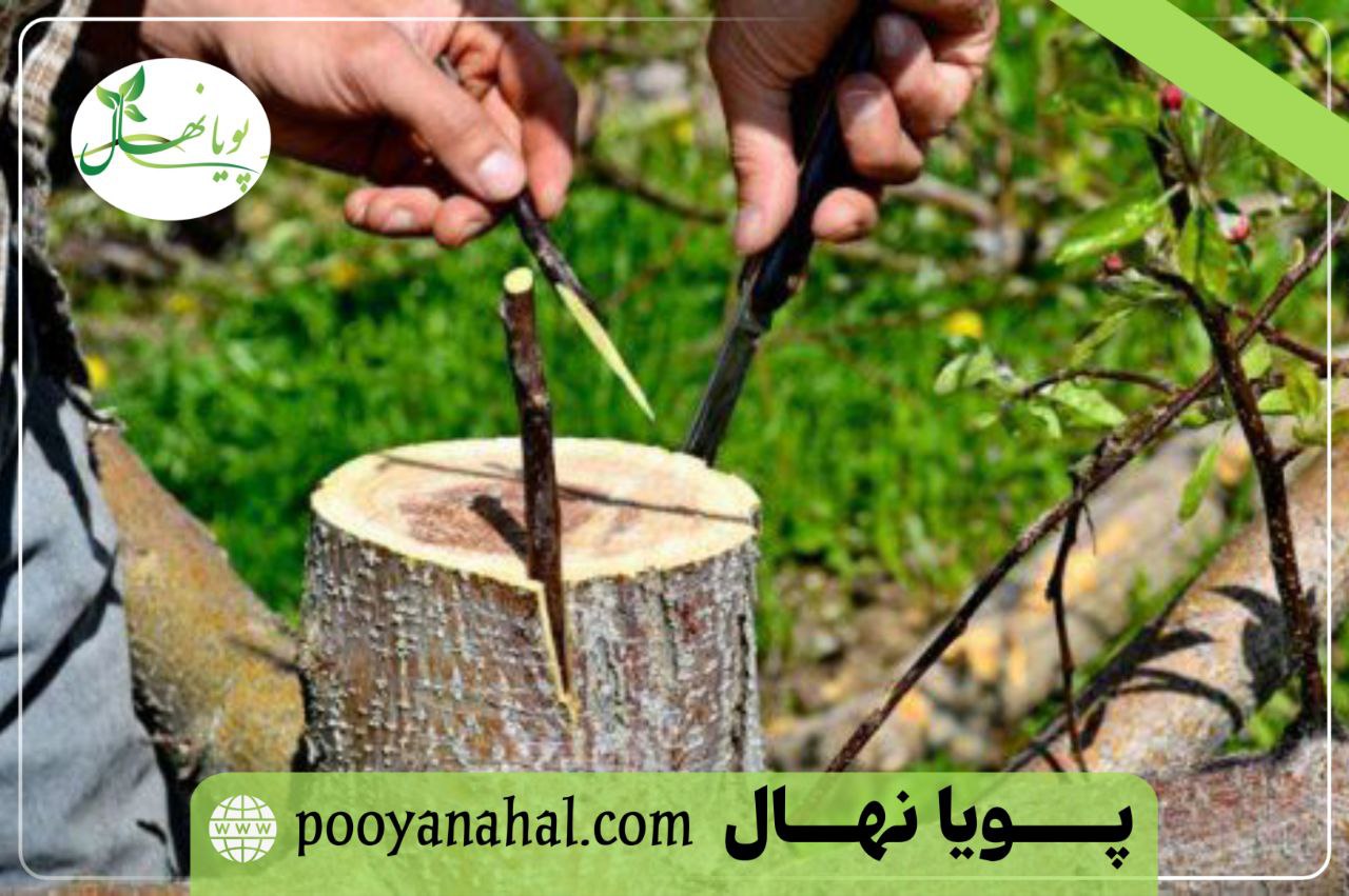 نهال گردو پیوندی رقم فرنور/چندلر/ژنوتیپ در نهالستان پویا نهال - تولید رسمی و مجوزدار