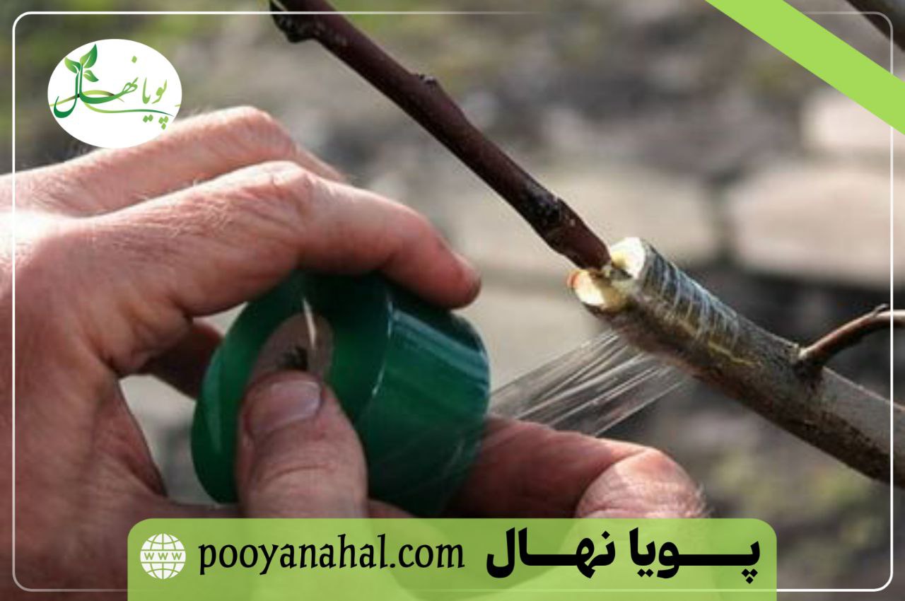 در حال پیوند زدن نهال گردو