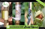 پیوند زدن درختان گردو: چه زمانی و چگونه این کار را انجام دهیم؟